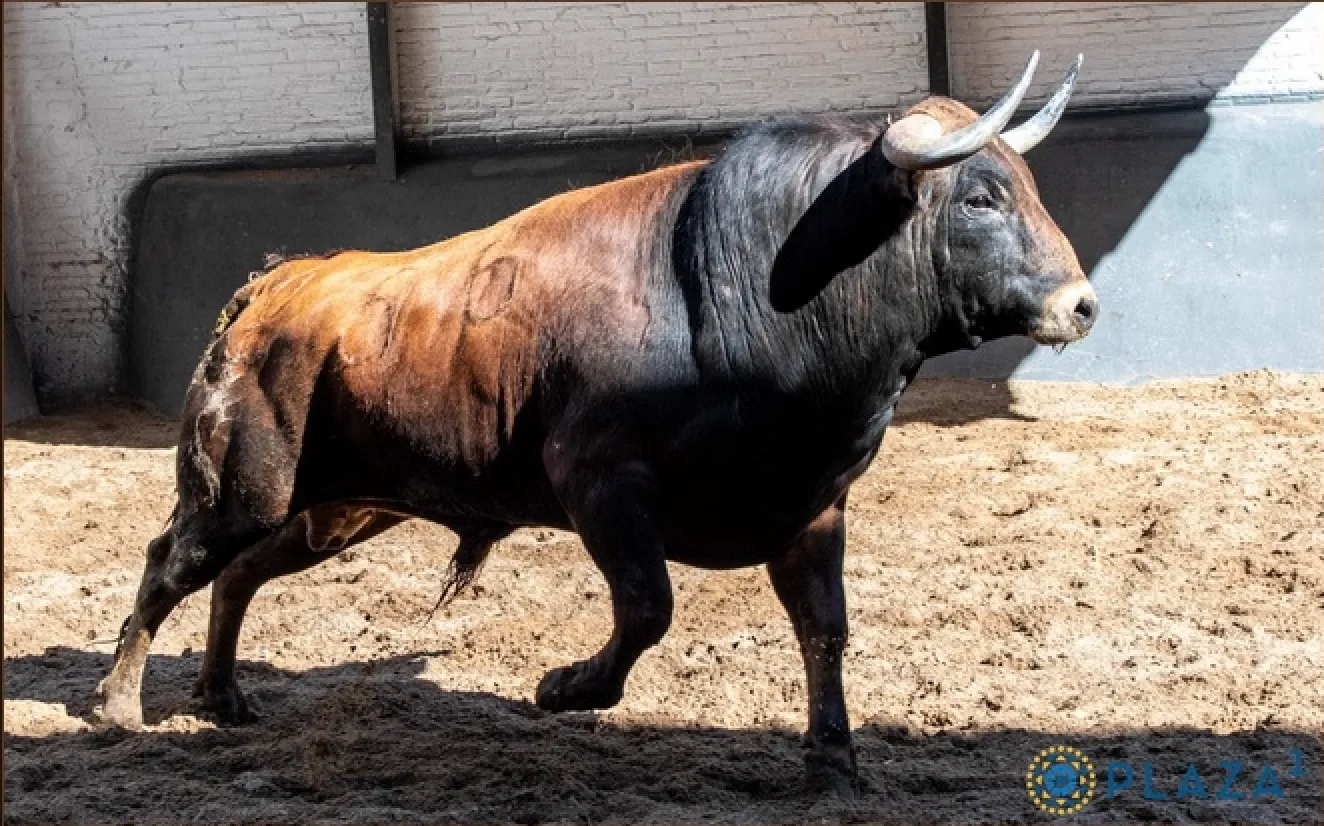 «Canallo», novillo de Hermanos Sandoval, en el patio de cuadrillas
