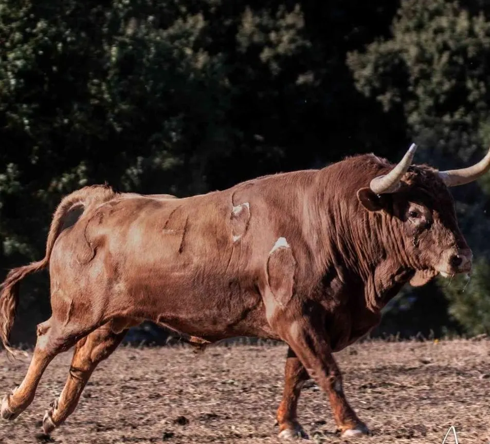 Toro bravo en la dehesa