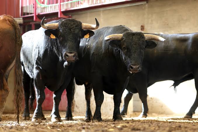 Dos utreros de Hermanos Sandoval en el patio de cuadrillas antes del festejo